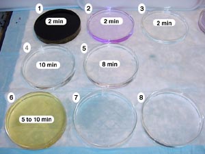 Timing of Staining Wheel through Staining Dishes