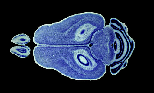 Mouse Brain Section