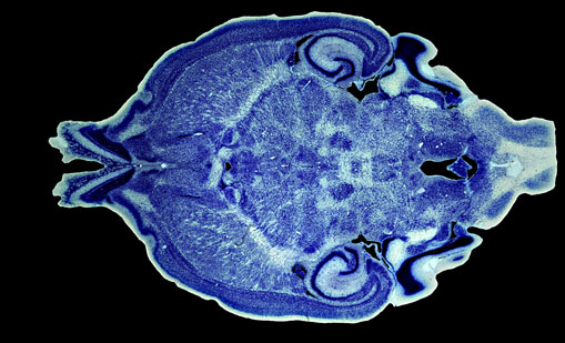 Mouse Brain Section