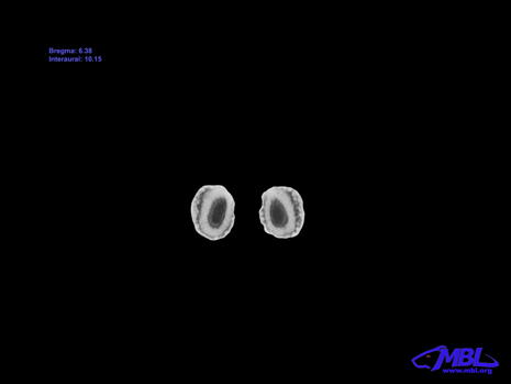 Mouse Brain Section