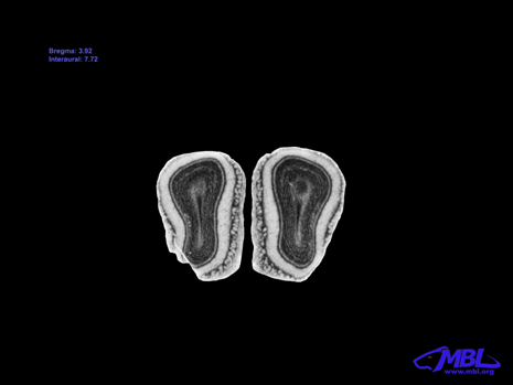 Mouse Brain Section