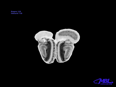 Mouse Brain Section