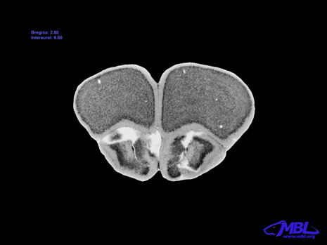 Mouse Brain Section