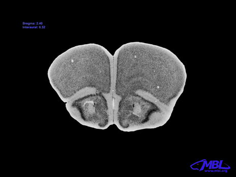 Mouse Brain Section