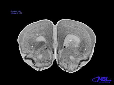 Mouse Brain Section