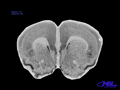 Mouse Brain Section
