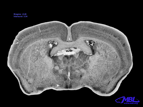 Mouse Brain Section