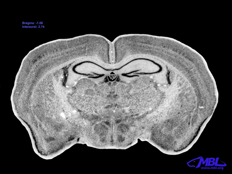 Mouse Brain Section