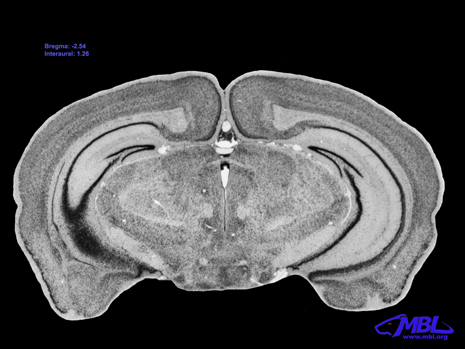 Mouse Brain Section