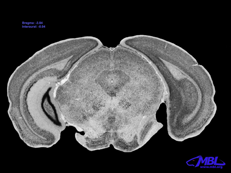 Mouse Brain Section