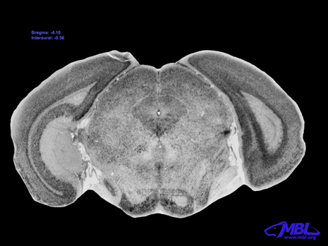 Mouse Brain Section