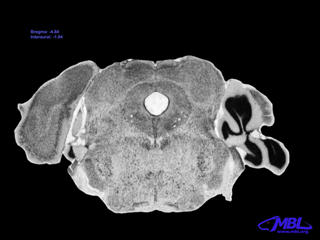 Mouse Brain Section