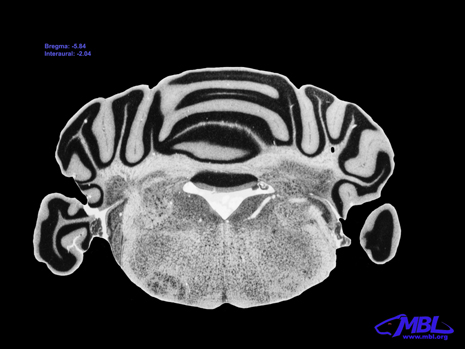 Mouse Brain Section