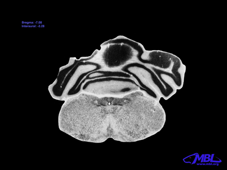 Mouse Brain Section