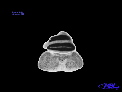 Mouse Brain Section