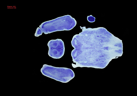 Mouse Brain Section