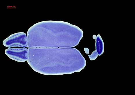 Mouse Brain Section