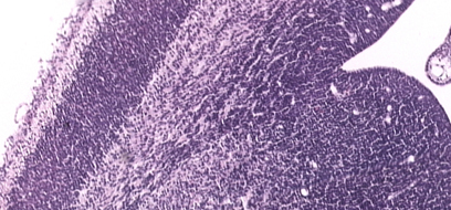 High-resolution images of coronal sections