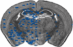 Brain Atlas Section