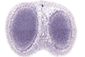 Atlas of Developing Mouse Brain Gestational (Embryonic) Day 12: Schambra, Annotations Complete