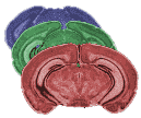 Brain Links