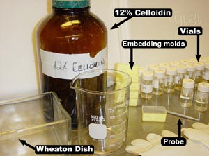 Celloiding Setup