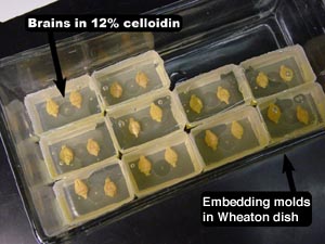 Storing of Embedding Molds in Wheaton dish