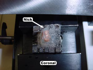 Cutting a Coronal Section