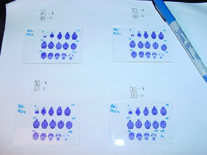 Numbering Sections on a Slide, Horizontals