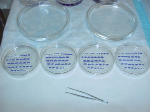 Properly Ordered Coronal Sections Across the Four Petri Dishes