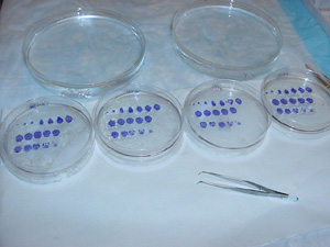 Properly Ordered Horizontal Sections Across the Four Petri Dishes