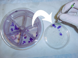 Transferring Sections from Staining Wheel to Petri Dish