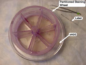 Staining Wheel