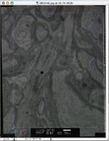 Micrograph Positive