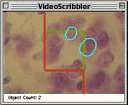 VideoScribbler